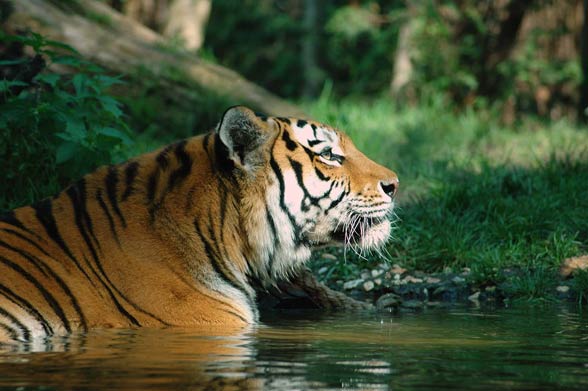 Siberian tiger / Amur tiger (Panthera tigris altaica)