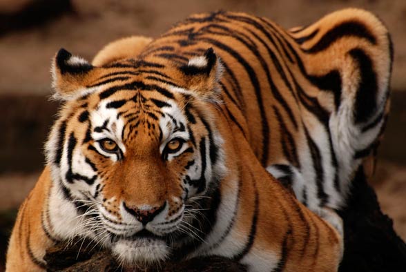 Siberian tiger / Amur tiger (Panthera tigris altaica)