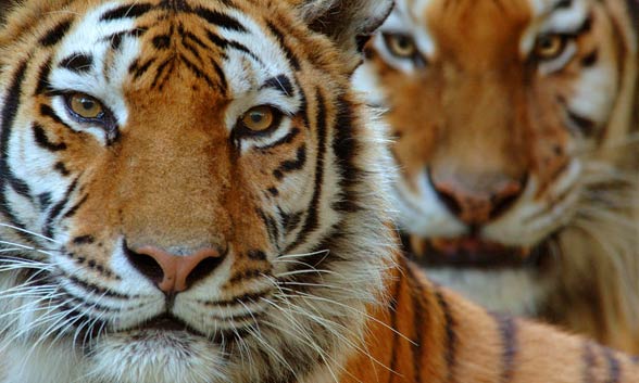 Siberian tiger / Amur tiger (Panthera tigris altaica)