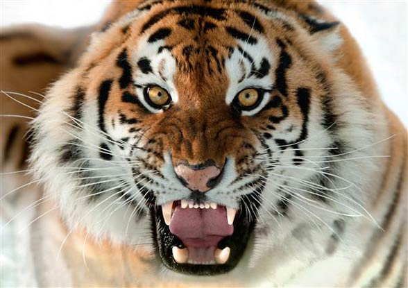 Worldatlas.com on X: Myth: Siberian tigers are the largest tiger