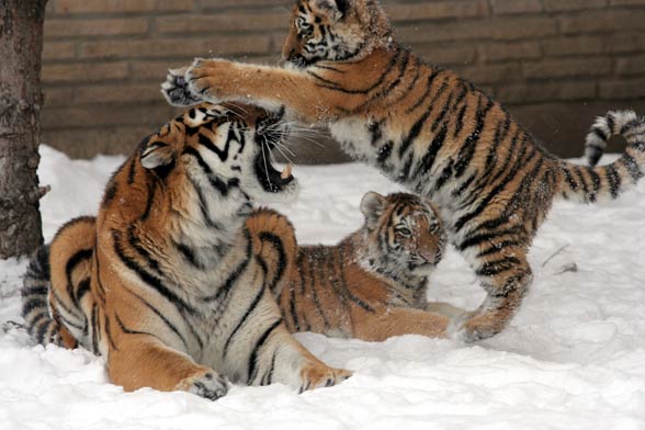 Siberian tiger / Amur tiger (Panthera tigris altaica)