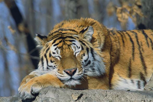Siberian tiger / Amur tiger (Panthera tigris altaica)