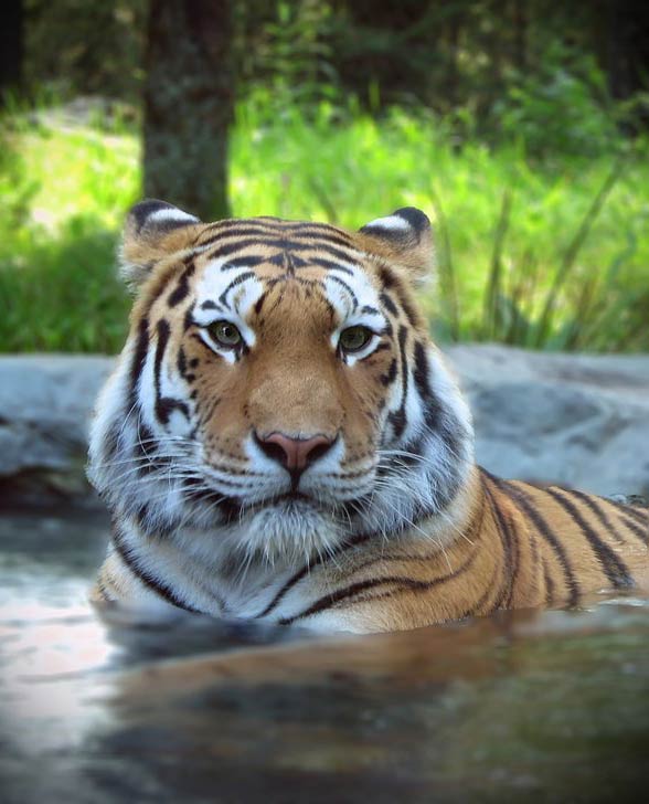 Siberian tiger / Amur tiger (Panthera tigris altaica)