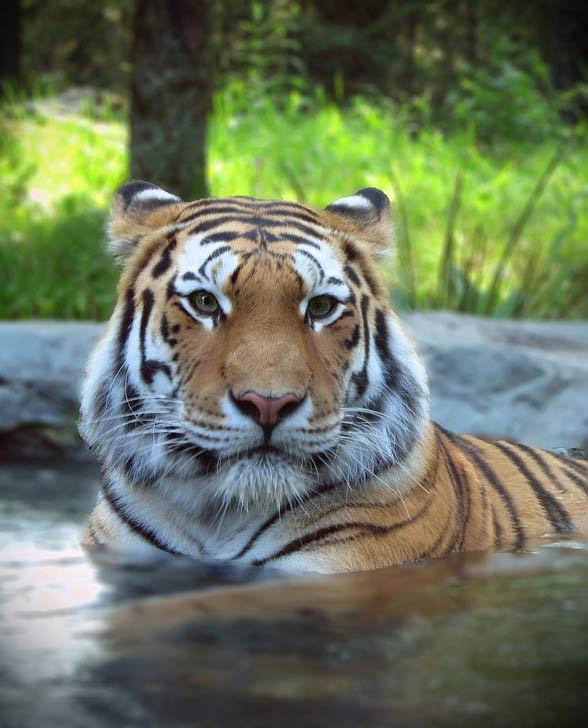 Worldatlas.com on X: Myth: Siberian tigers are the largest tiger