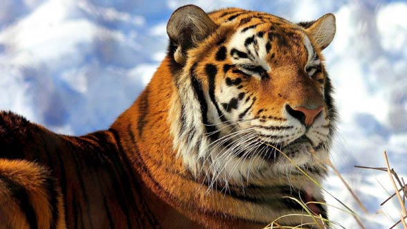 Siberian tiger / Amur tiger (Panthera tigris altaica)