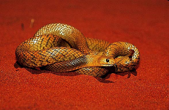 Speckled brown snake (Pseudonaja guttata)