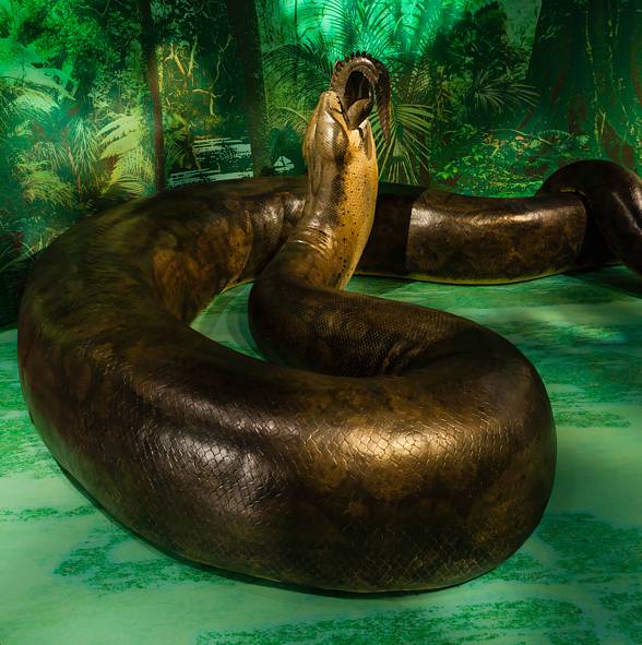 Titanoboa (Titanoboa cerrejonensis)