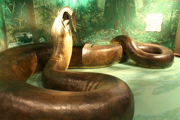 titanoboa vs anaconda size