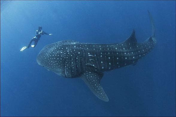 Whale shark (Rhincodon typus)