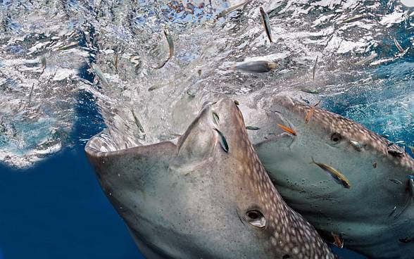 Whale shark (Rhincodon typus)