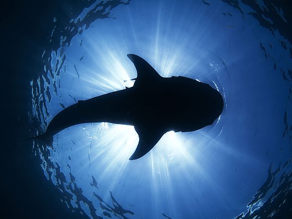 Whale shark (Rhincodon typus)