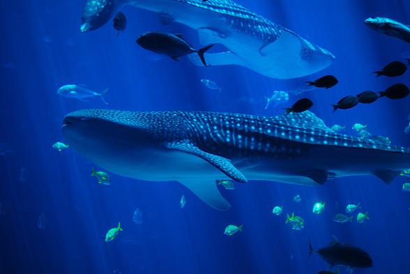 Whale shark (Rhincodon typus)