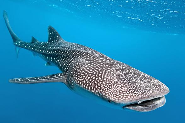 Whale shark (Rhincodon typus)