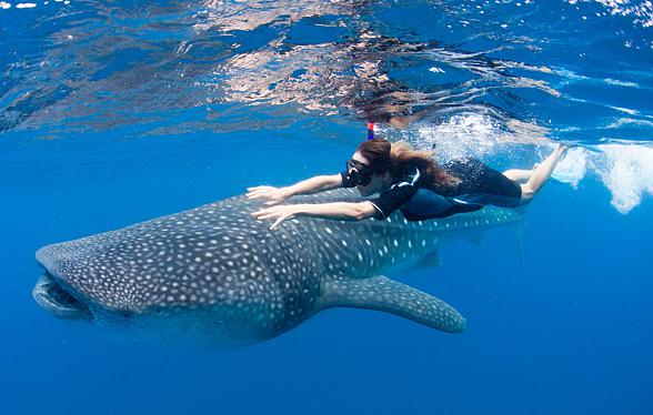 Whale shark (Rhincodon typus)