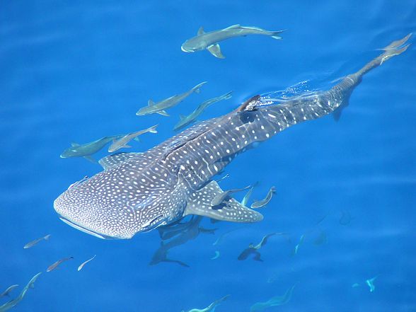 Whale shark (Rhincodon typus)