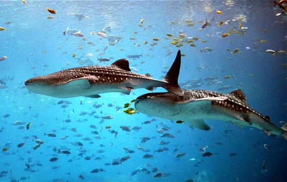 Whale shark (Rhincodon typus)