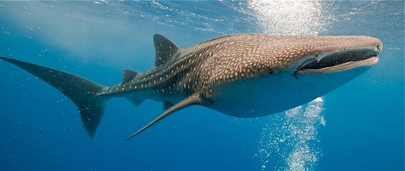 Whale shark (Rhincodon typus)