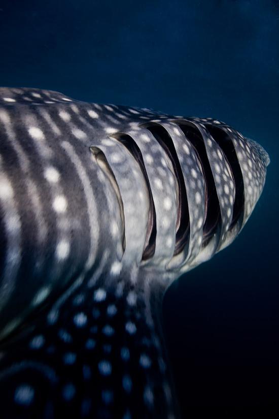 Whale shark (Rhincodon typus)