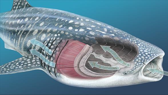 Whale shark (Rhincodon typus)