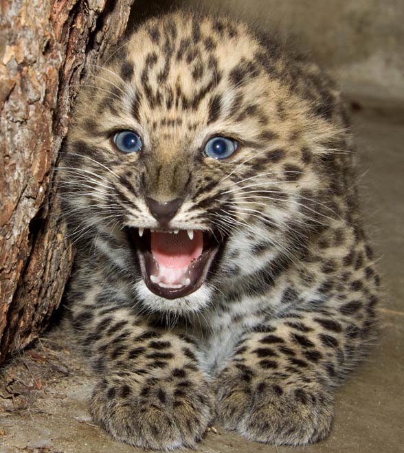 Amur leopard (Panthera pardus orientalis).
