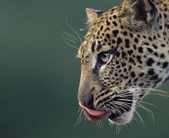 Amur leopard (Panthera pardus orientalis)