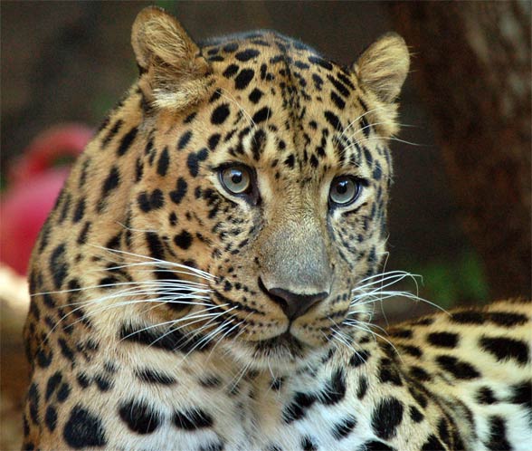 Amur leopard (Panthera pardus orientalis).