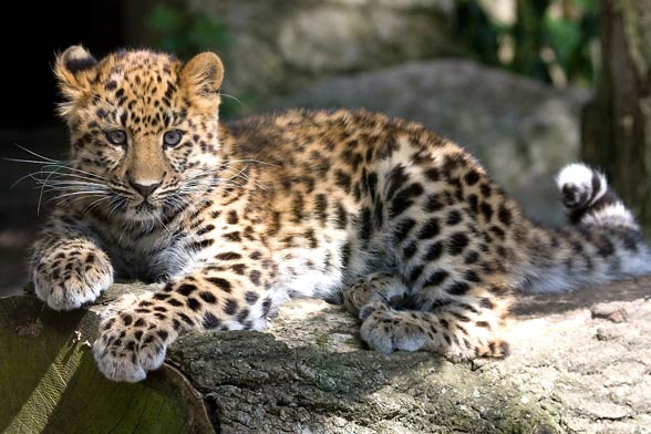 Amur leopard (Panthera pardus orientalis).