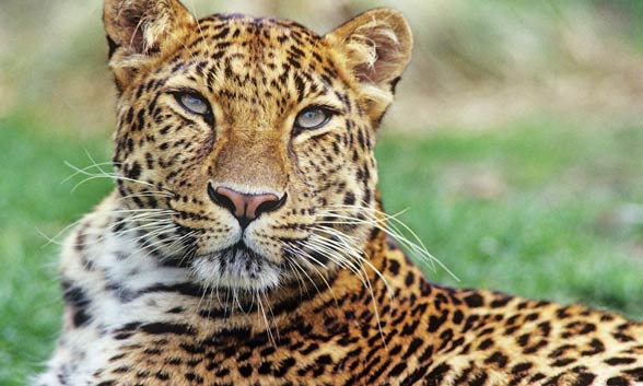 Amur leopard (Panthera pardus orientalis).