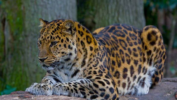 Amur leopard (Panthera pardus orientalis).