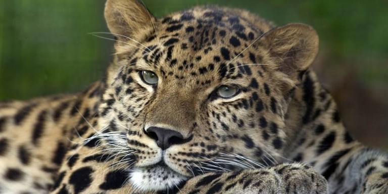 Leopard – an excellent hunter | DinoAnimals.com