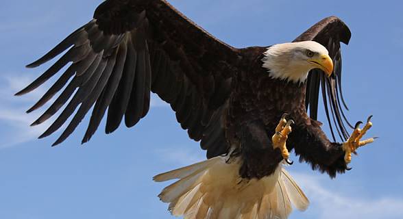 Bald eagle’s claws are about 10 times stronger than a human hand.