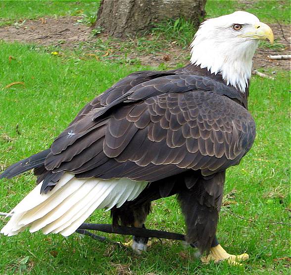 Bald eagle (Haliaeetus leucocephalus)