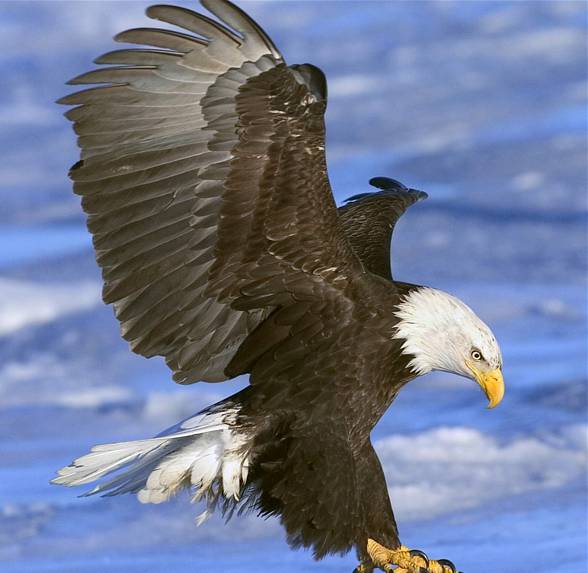 Bald eagle (Haliaeetus leucocephalus)