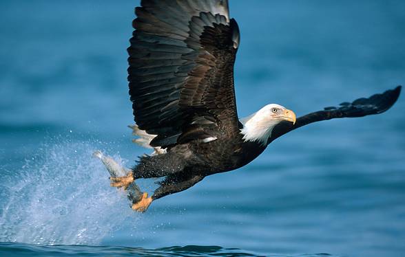 Bald eagle (Haliaeetus leucocephalus)