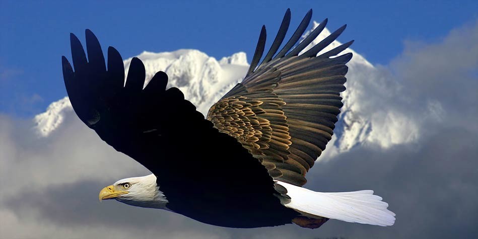 Bald eagle – the national bird of the USA | DinoAnimals.com