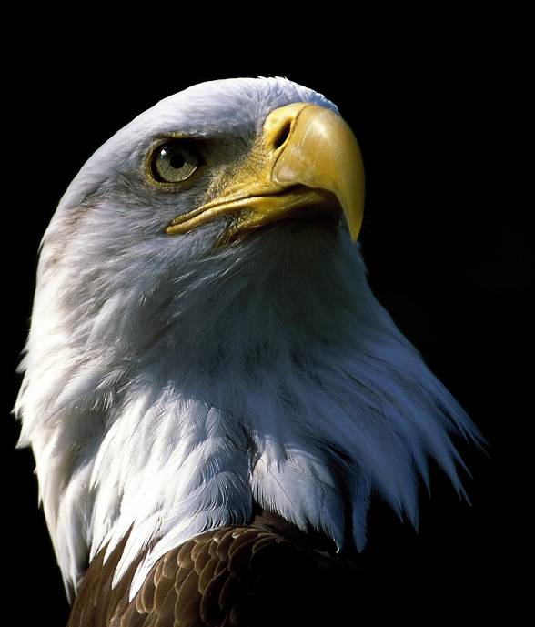 Bald eagle (Haliaeetus leucocephalus)