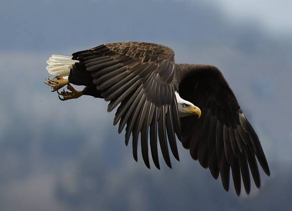 Bald eagle (Haliaeetus leucocephalus)