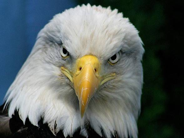 Bald eagle (Haliaeetus leucocephalus)