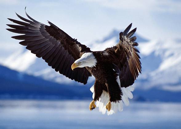 Bald eagle (Haliaeetus leucocephalus)