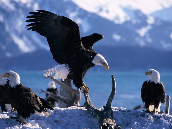 Bald eagle (Haliaeetus leucocephalus)