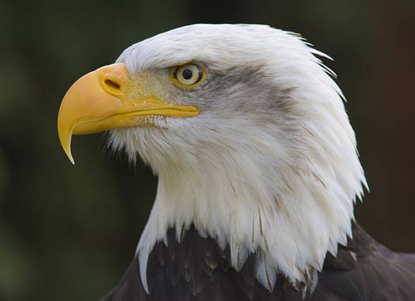 Bald eagle (Haliaeetus leucocephalus)