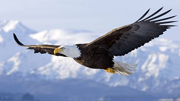 Ten of the Largest Birds of Prey in the World
