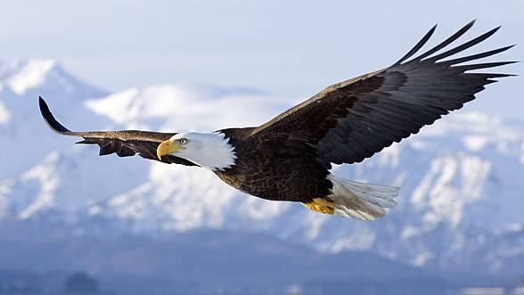 Bald eagle (Haliaeetus leucocephalus)