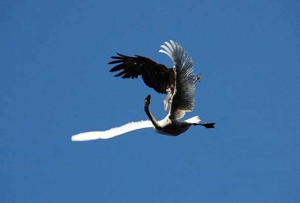 Bald eagle’s attack on a swan. Photo: Kelly Munday