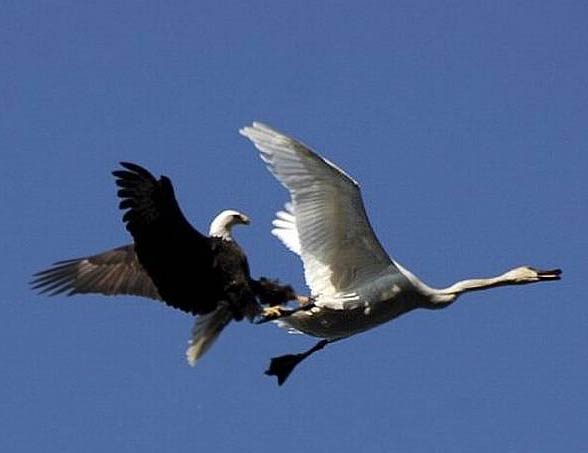 Bald eagle’s attack on a swan. Photo: Kelly Munday