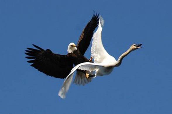 Bald eagle’s attack on a swan. Photo: Kelly Munday