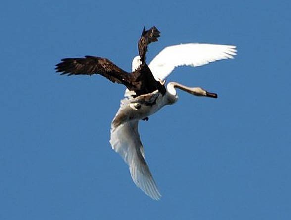 Bald eagle’s attack on a swan. Photo: Kelly Munday