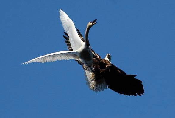 Bald eagle’s attack on a swan. Photo: Kelly Munday