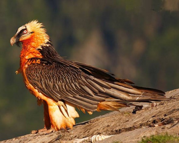 Bearded vulture (Gypaetus barbatus)