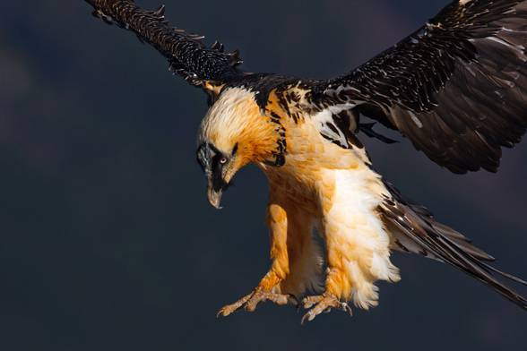 Bearded vulture (Gypaetus barbatus).